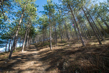 Pine forests around the town of Morella