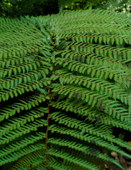 Green leaves texture. Fresh spring tropical leaves background