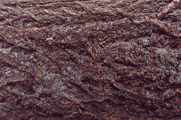Tree bark texture background.