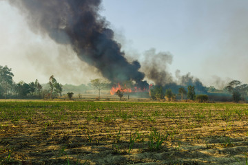 Fototapeta na wymiar Wild fires that are spreading to sugarcane of farmers fields and have the large smoke groups