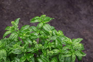 Fresh organic green basil plant grows on the garden