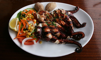 Pulpos Tintenfisch Octopus