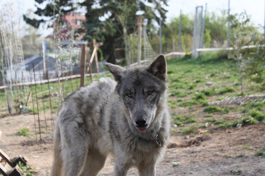 Wolfdog wolfhund wolf Hund Wolfshund 