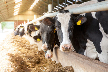 Milchrinder im Stall - Bilder aus der Landwirtschaft AGRARMOTIVE
