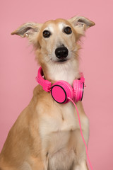 Portrait of a cute silken windsprite wearing pink headphones on a pink background