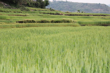 Garhwal Fields