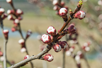 Flower buds of an apricot tree on a blurred brown background