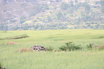 Garhwal Fields