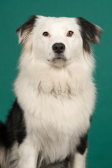 Portrait of a black and white australian shepherd looking at the camera on a teal green background