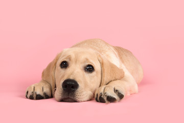 Labrador retriever puppy lying down on a pink background