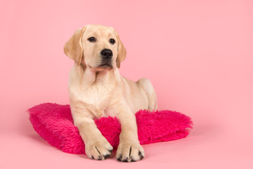 Blond labrador retriever lying down on a pink cushion on a pink background