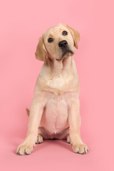 Blond labrador retriever looking at the camera sitting on a pink background