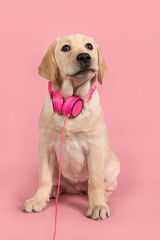 Cute blond labrador retriever with pink headphones on a pink background