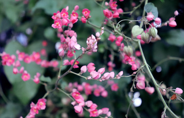 Exotic pink wine flowers in soft light airy spray of small blooms in spring light.