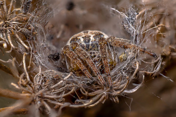 spider in its own web nest on a seasonal plant