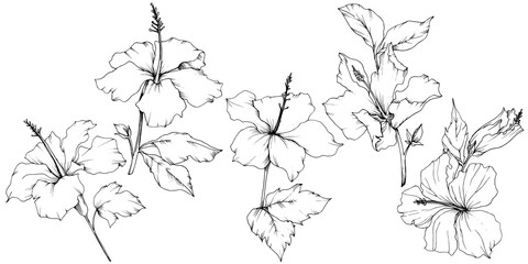 Vector Hibiscus floral botanical flower. Black and white engraved ink art. Isolated hibiscus illustration element.