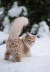 cute cream colored maine coon kitten standing in deep snow looking back at camera