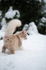 cream colored maine coon kitten standing in deep snow observing the area