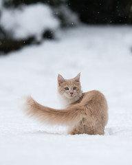 rear view of a cream colored maine coon kitten standing in deep snow looking back over shoulder curiously