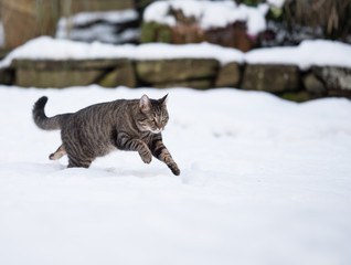 tabby domestic shorthair cat running in deep snow in the back yard