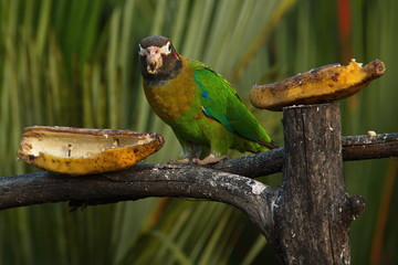 Brown-hooded parrot in Pedacito de Cielo near Boca Tapada in Costa Rica