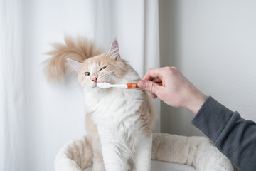 cream colored maine coon cat getting teeth brushed by owner