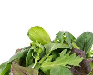 lettuce mix isolated on white background