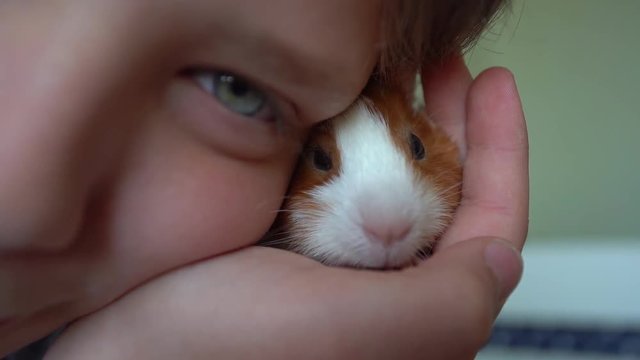  Closeup view of small baby guinea pig sitting in hands of child indoors.