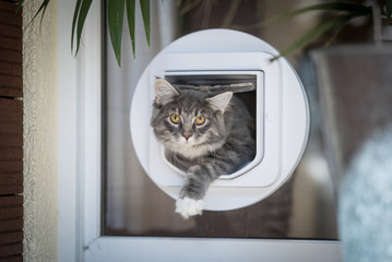 blue tabby maine coon kitten passing through cat flap looking at camera