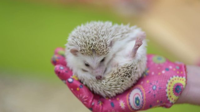The girl holds a gray hedgehog in his hands. Cute hedgehog looks at the camera, moves his legs