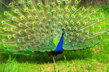 Fototapeta premium Dancing Male Peacock on green grass, ird wildlife, nature background/abstract