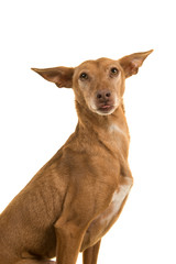 Portrait of a cute podenco andaluz looking at the camera stickin out its tongue isolated on a white...