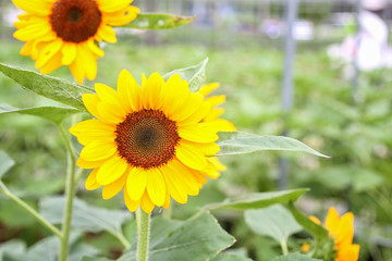 sunflower at organic green house. Greenhouse Farming Organic vegetable agriculture technology.