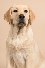 Pretty labrador retriever puppy portrait glancing away on a creme colored background in a vertical image