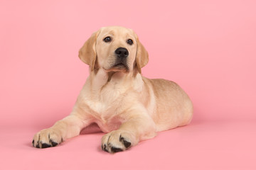 Blond labrador retriever puppy lying down on a pink background looking up
