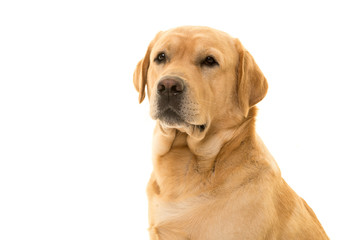 Portrait of a blond labrador retriever glancing away isolated on a white background