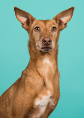 Portrait of a podenco andaluz looking at the camera with ears up on a turquoise blue background