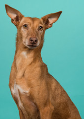 Portrait of a podenco andaluz glancing away with ears up on a turquoise blue background