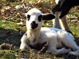 Obraz premium portrait of a sheep