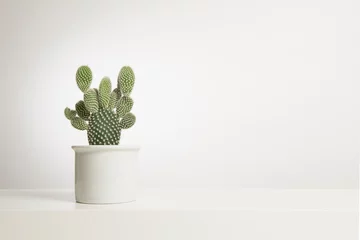 Photo sur Aluminium Cactus Plante de cactus dans un pot de fleur blanc dans un intérieur blanc