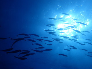 逆光の中を泳ぐ魚群