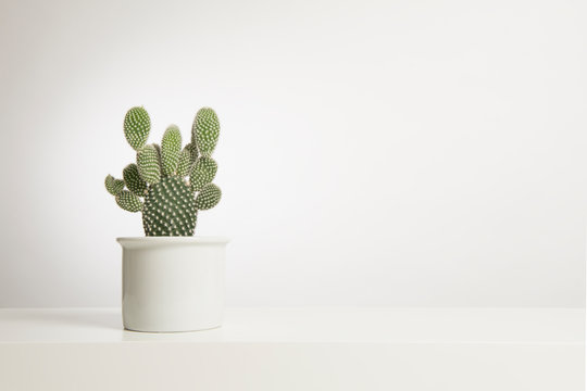 Cactus Plant In A White Flower Pot In A White Interior