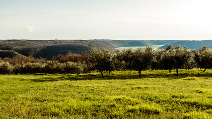 Olive trees in the croatian countryside