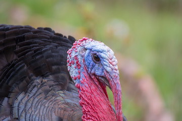 Head of a turkey with bright red and blue colors and a green meadow as background
