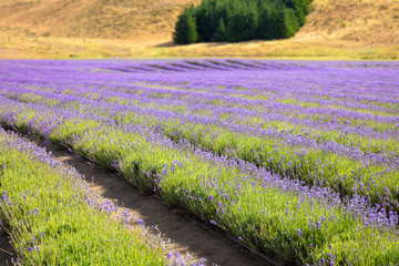 Fototapeta na wymiar lavender field in New Zealand