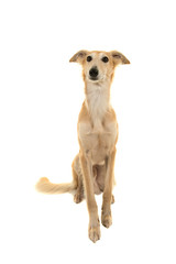 Longhaired whippet dog sitting on a white background looking up