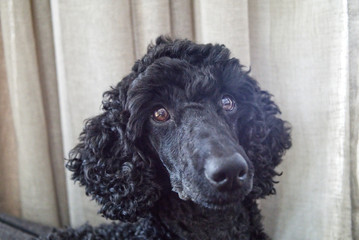 Black Poodle