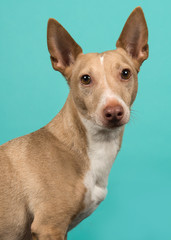 Portrait of a podenco maneto looking at the camera seen from the side on a turquoise blue background