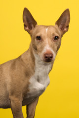 Portrait of a podenco maneto looking at the camera with ears up on a yellow background