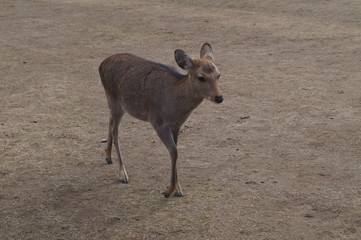 Nara Park